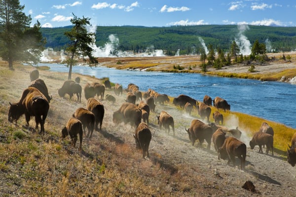 Bøfler i Yellowstone i Wyoming, USA