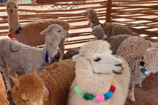 Reizen naar Peru