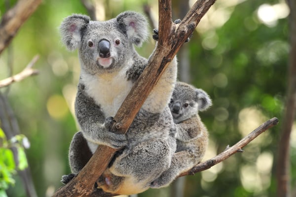 Koalaliv högt upp bland eukalyptusblad
