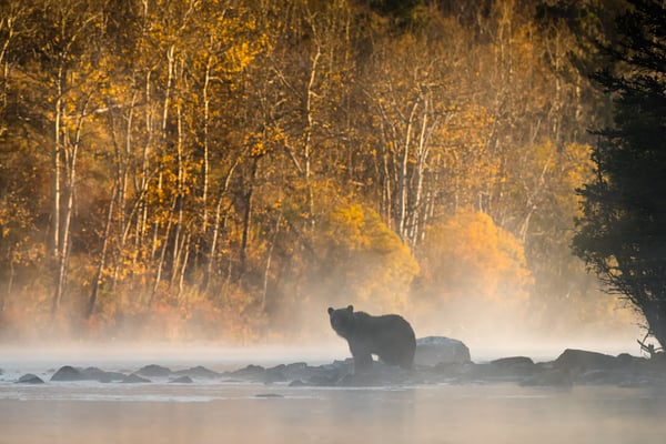 Grizzlybjørn i Canada
