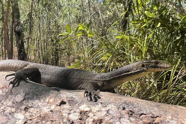 Australisk varan i tropisk vildmark