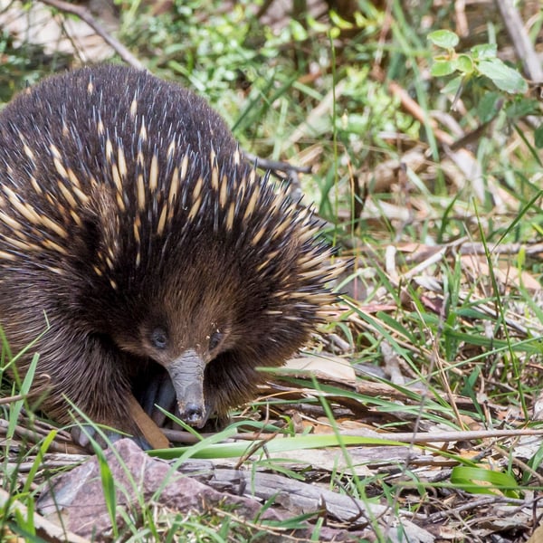 Møde med Australiens mest piggede ikon