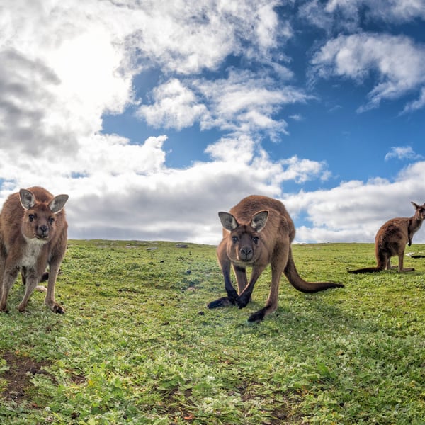 Kängurur i frihet på Kangaroo Island
