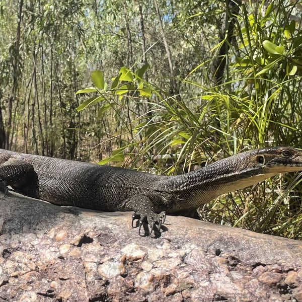 Australisk varan i tropisk vildmark