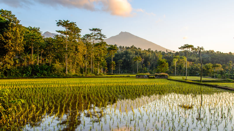 Rijstvelden op Lombok, Indonesië