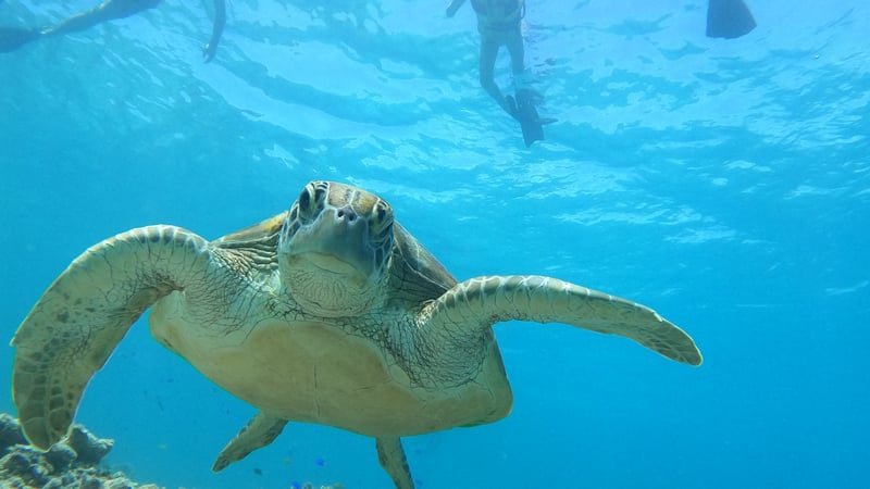 Sea turtle in Indonesia