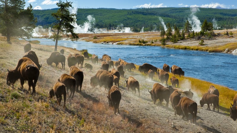 Bisonokser i Yellowstone National Park