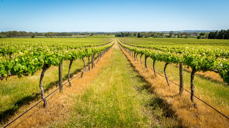 Vinodling i Australien