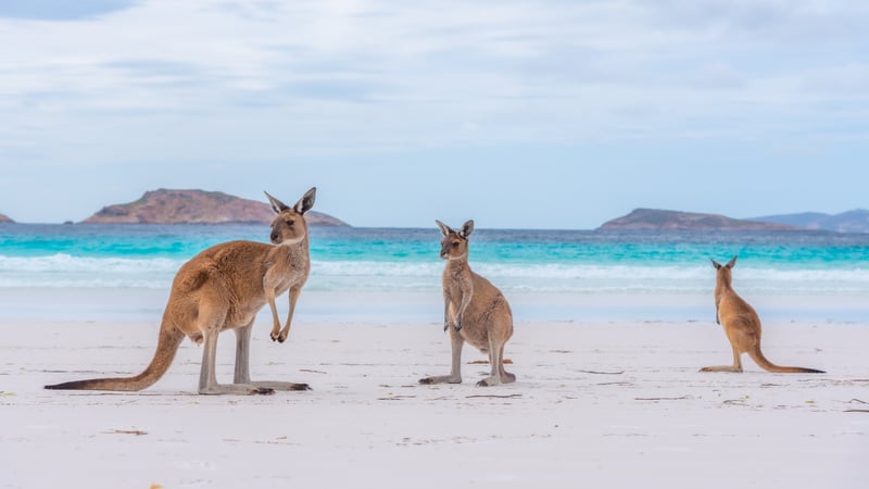 Kænguruer i Lucky Bay, Australien