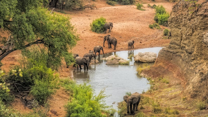Elefanter ved vandhul i Kruger National Park