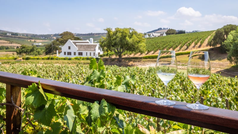 Vingård i Stellenbosch
