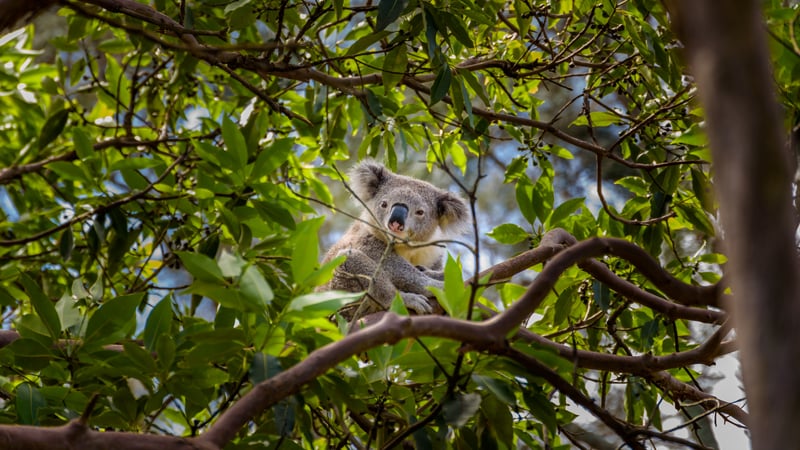 Koalor finns enbart i Australien