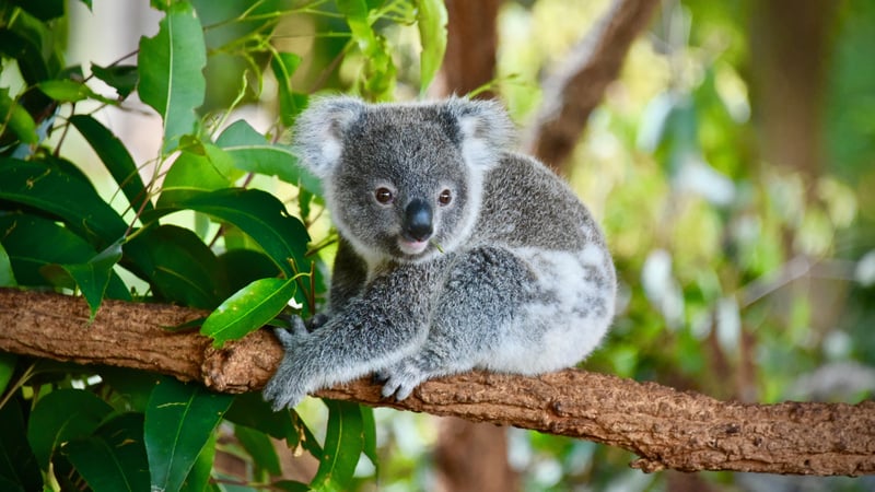 Koala i Australien