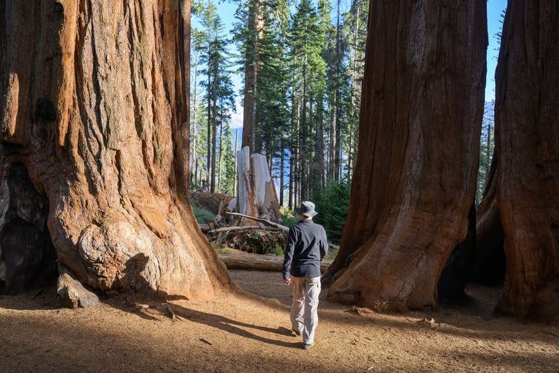 Hiking in Redwood National Park