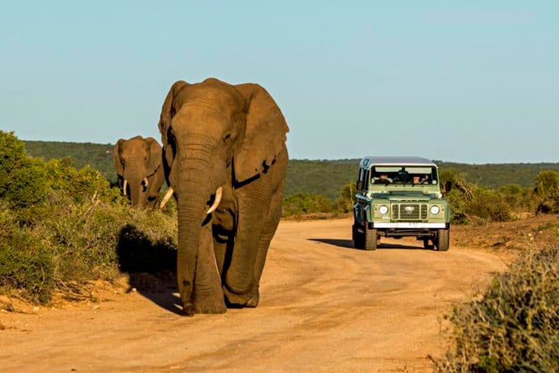 Elephant in Cape Town