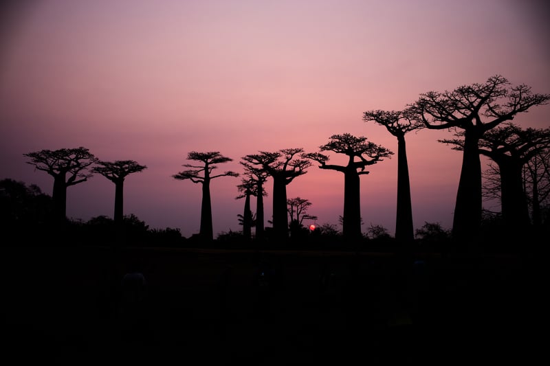 Baobab træer i Madagaskar