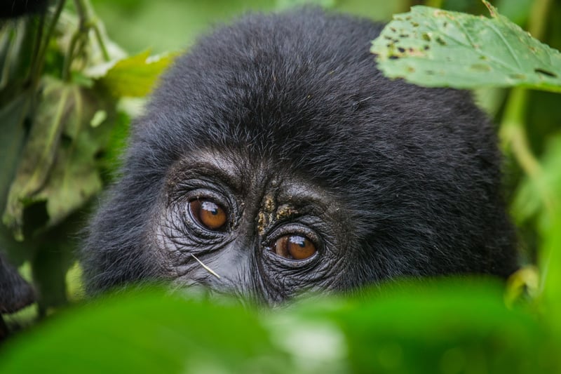 Bjerggorilla i Uganda