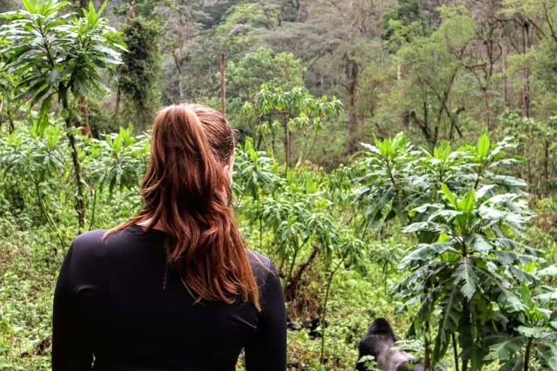 Bergsgorillor i Uganda