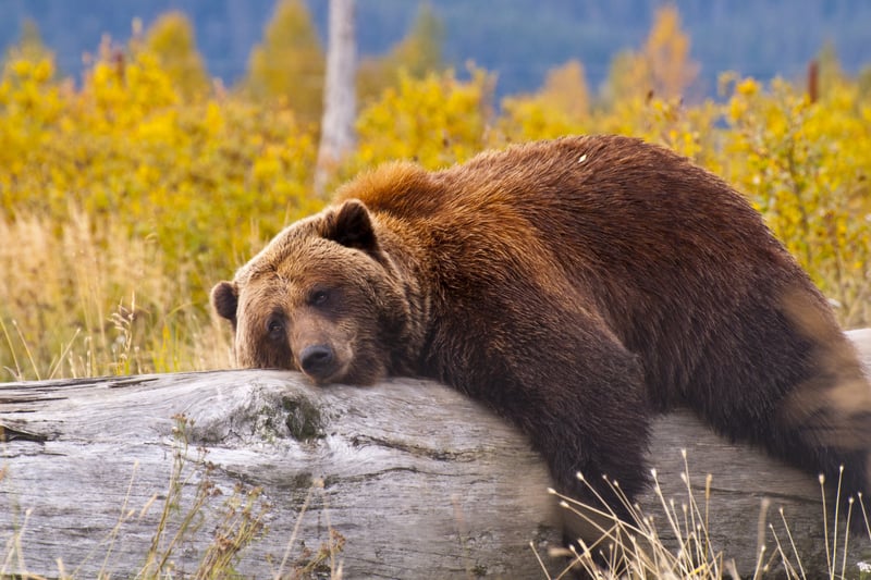 Brunbjørn i Alaska, USA