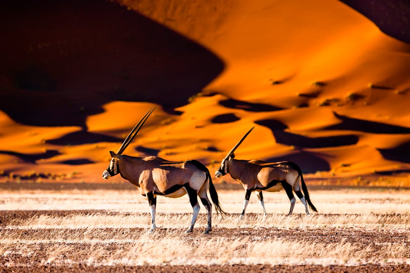 Gruppresa i Namibia