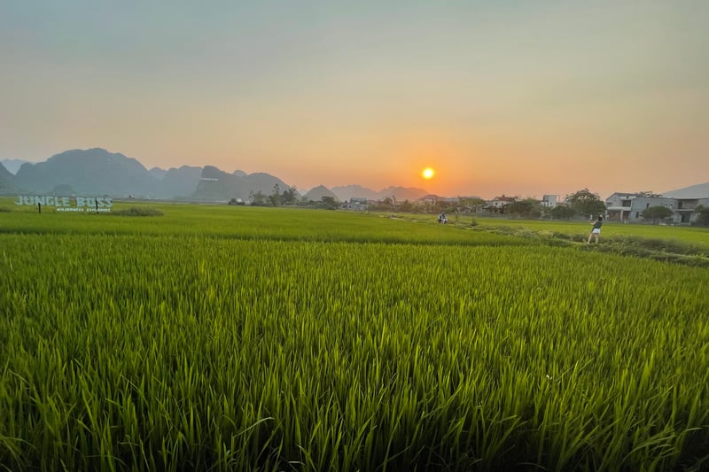 Vietnamese rice field