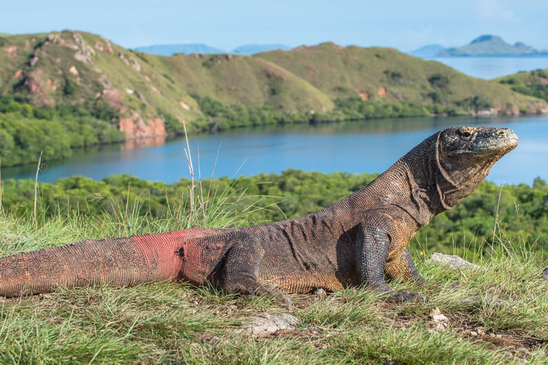 Komodo Island