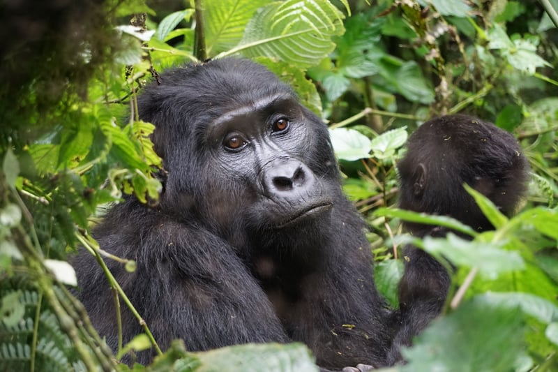 Gorilla in Uganda