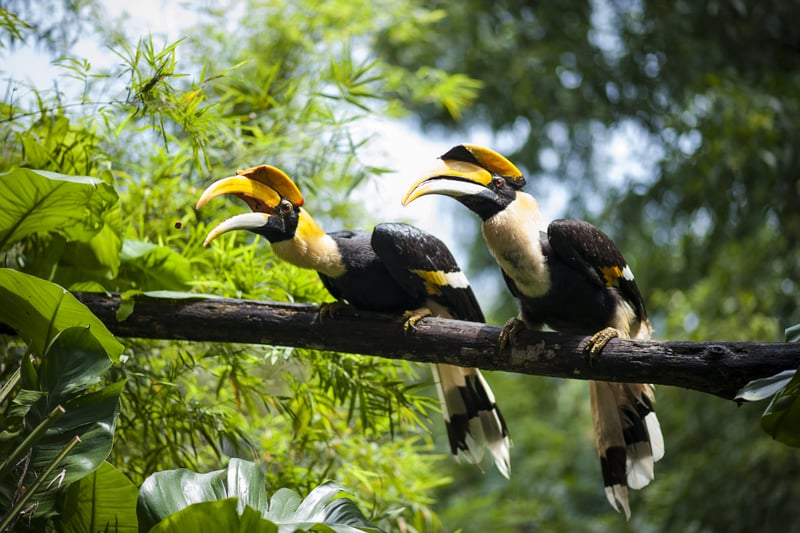 Näshornsfågel på Borneo