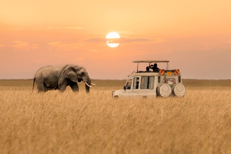 Masai Mara safari i Kenya