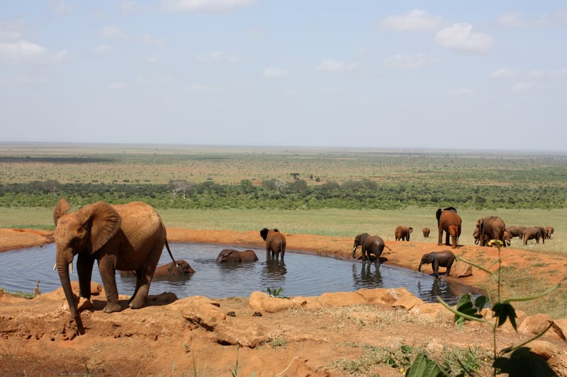 Safari in South Africa