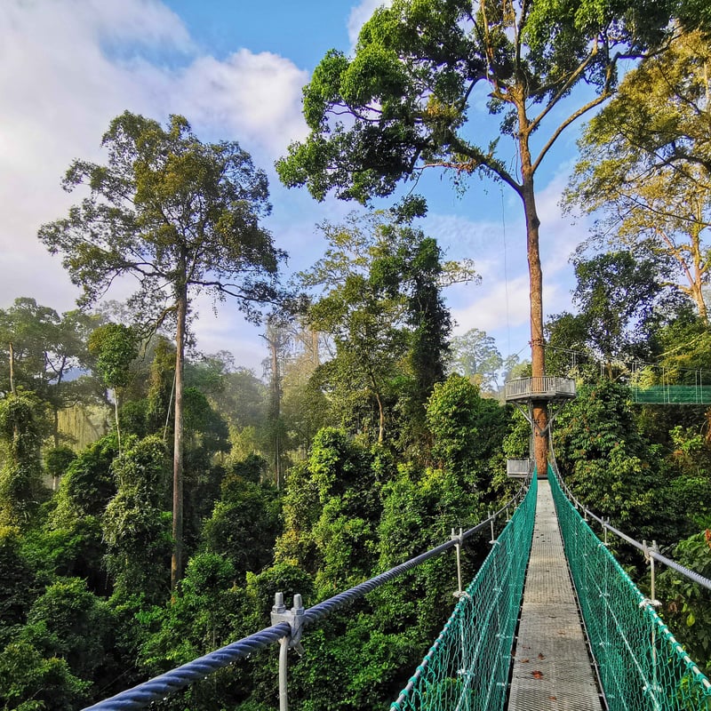 Borneo Rainforest Lodge