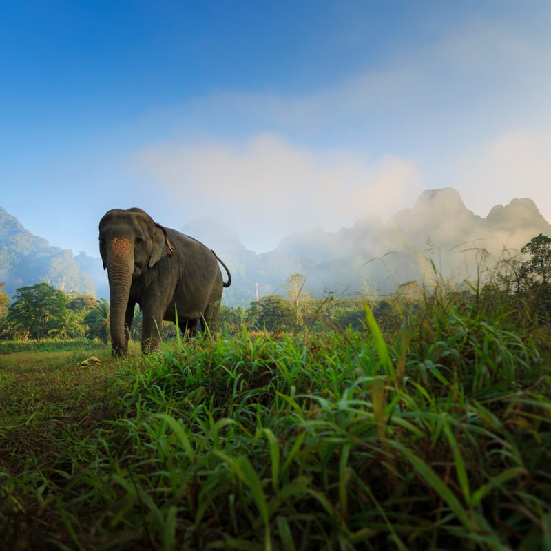 Elephant Hills