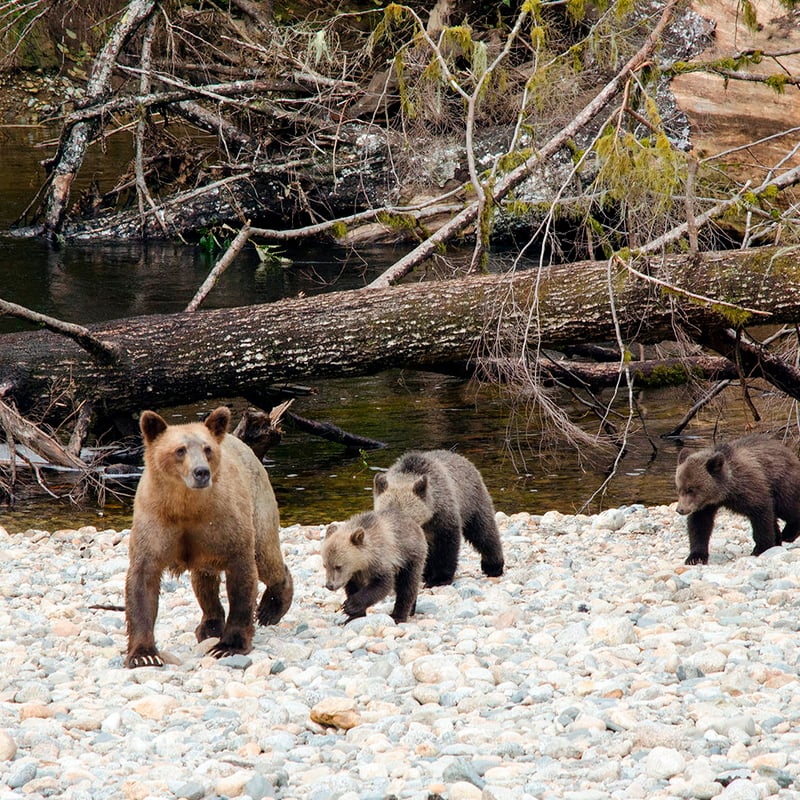 Sailcone's Grizzly Bear Lodge