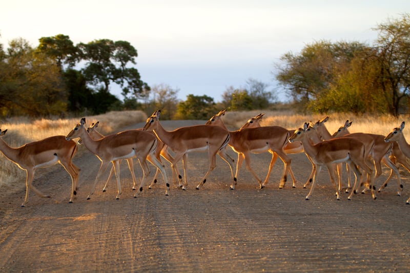 Kør selv safari i Kruger National Park