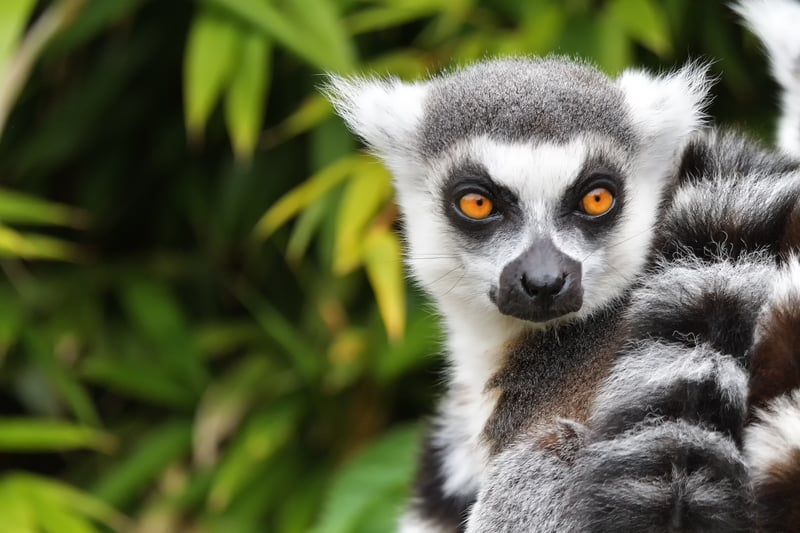 Lemur på Madagaskar