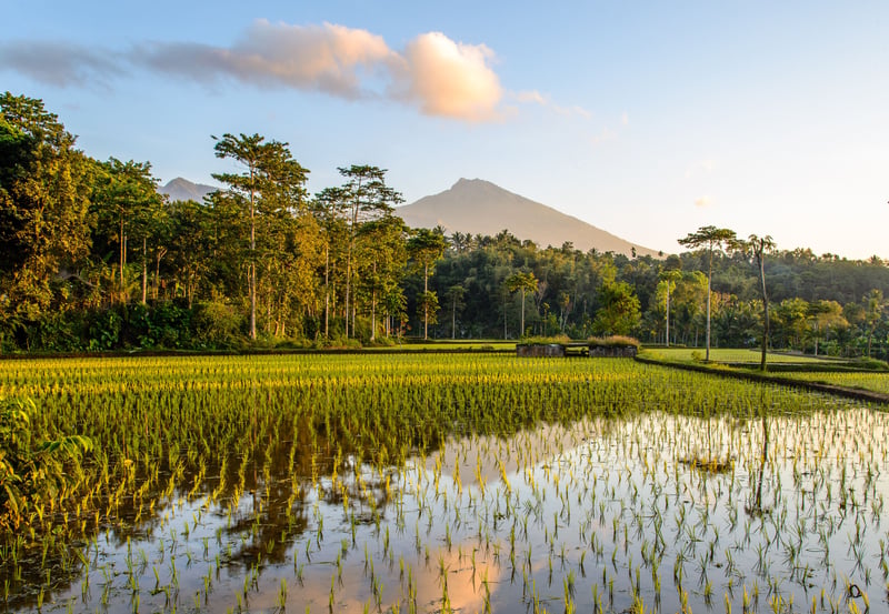 Rismarker