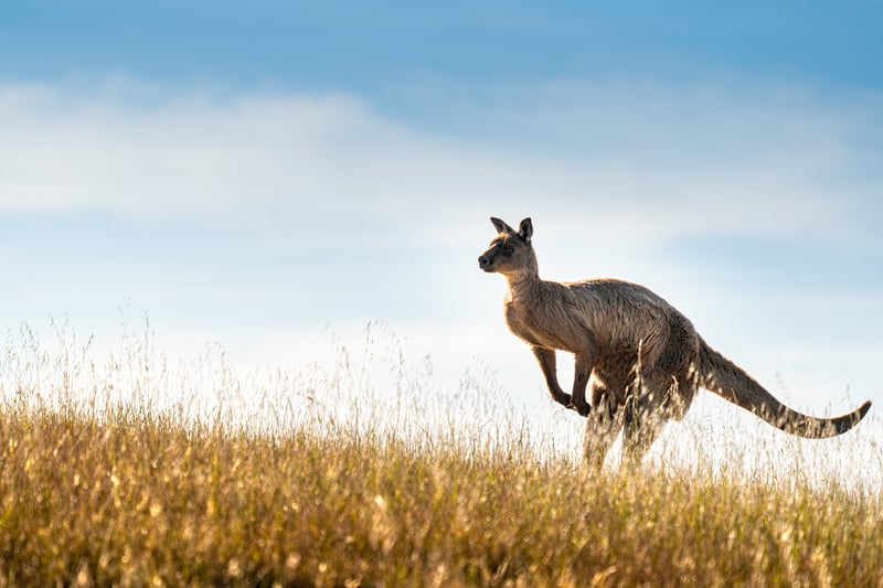 Känguru på Kangaroo Island