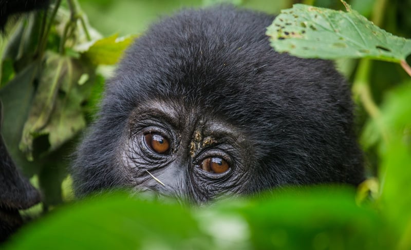 Bjerggorilla i Uganda