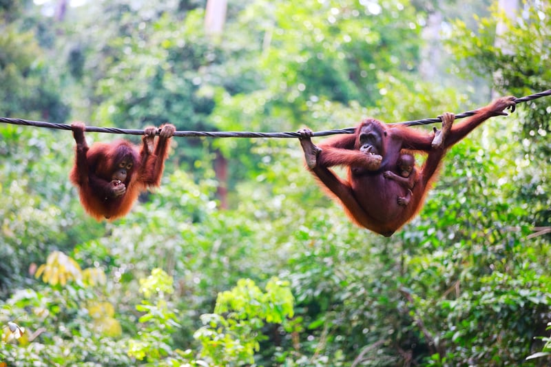 Orangutanger i Borneo