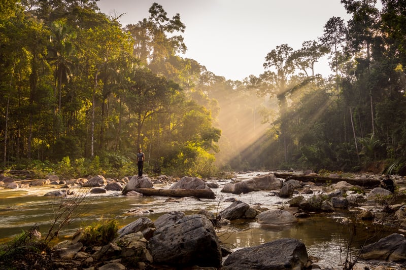 Regnskoven i Taman Negara, Malaysia