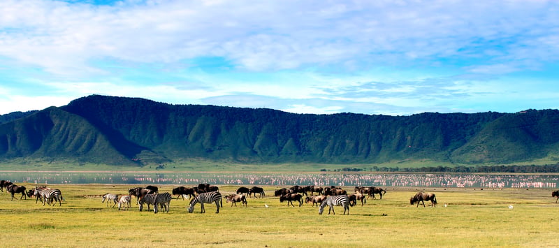 Safari i det helt unikke Ngorongoro krater