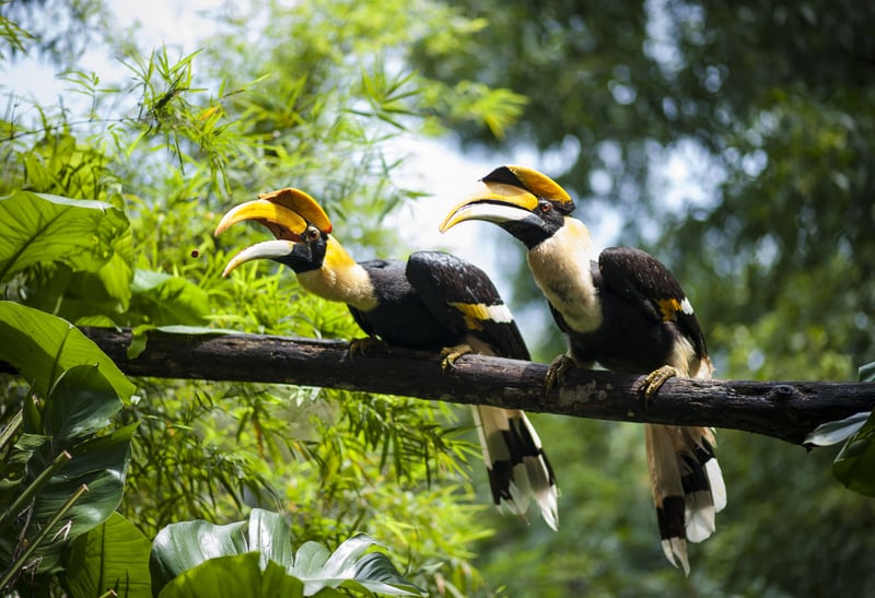 Næsehornsfugle i Borneo