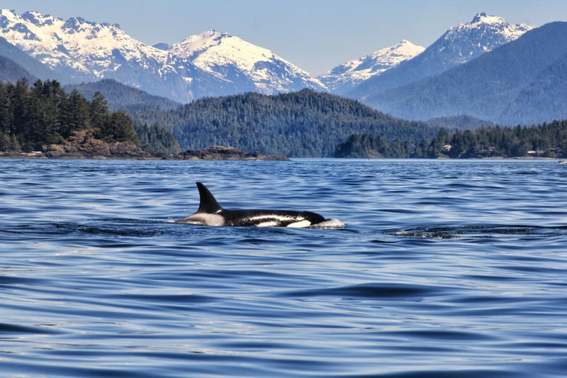Spækhugger ved Vancouver Island