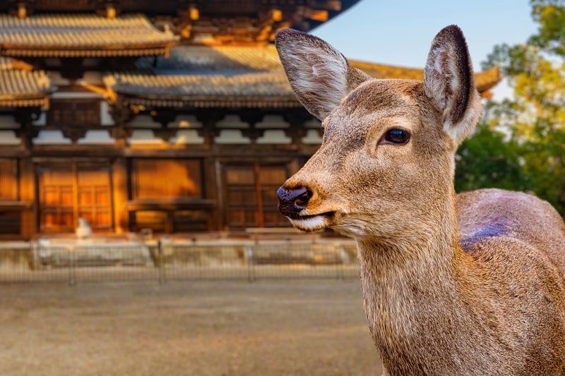 Nara