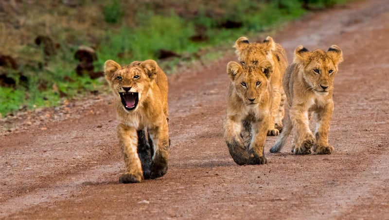 Løveunger i Masai Mara National Reserve, Kenya