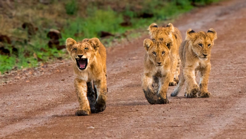 Løveunger i Masai Mara National Reserve, Kenya