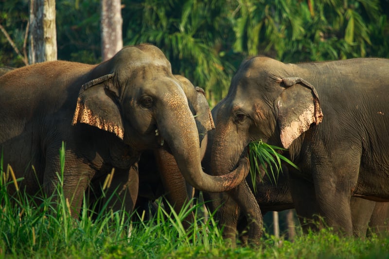 Elephant Hills