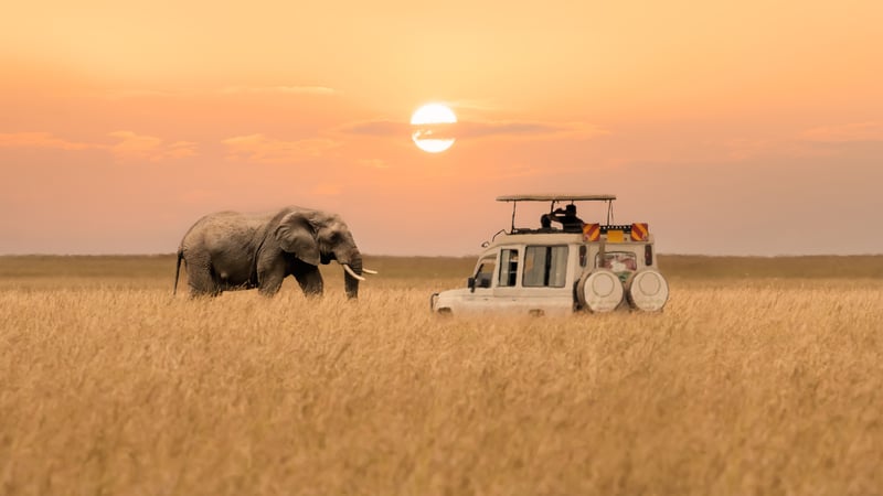 Masai Mara safari i Kenya