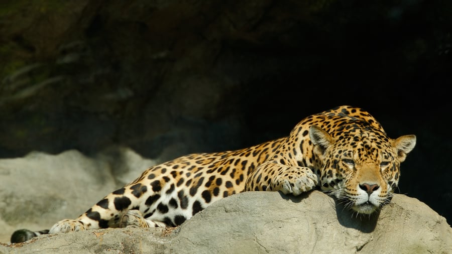 Leopard vilar i Yala National Park