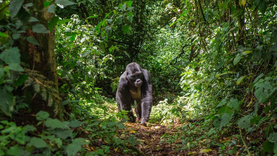 Möt Ugandas bergsgorillor på gorilla-trekking